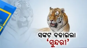 sundari
