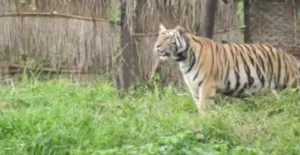 sundari tigress