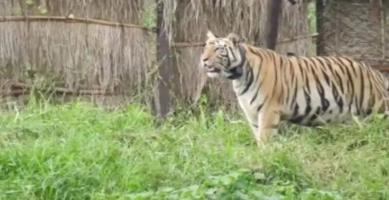 sundari tigress