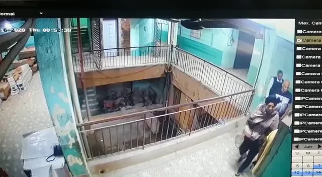 publive-image