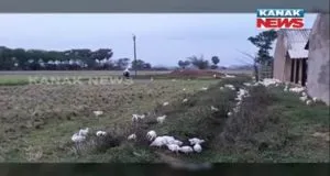 publive-image