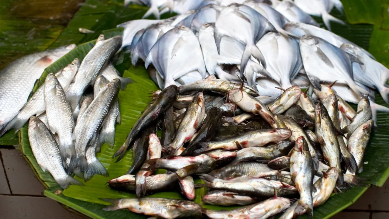 Gariahat Fish Market 