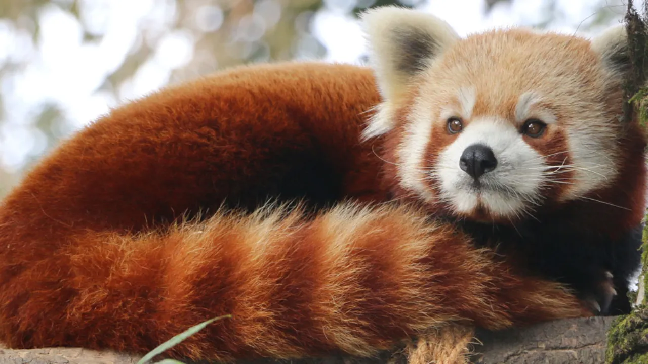 Darjeeling Zoo