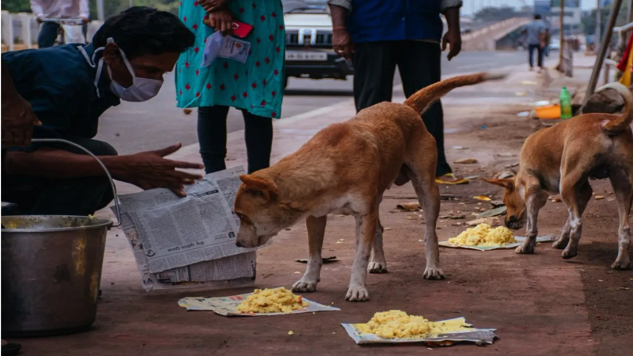 Stray dogs