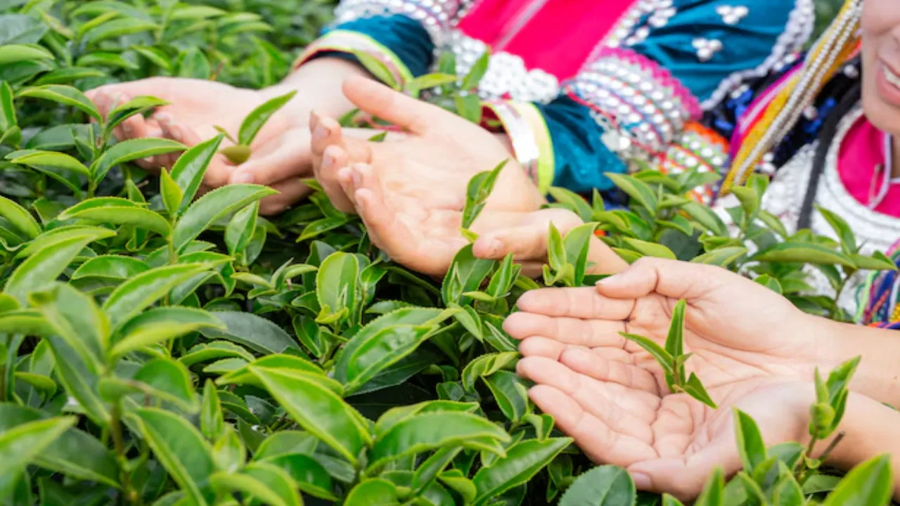 Legacy of Darjeeling Tea 2