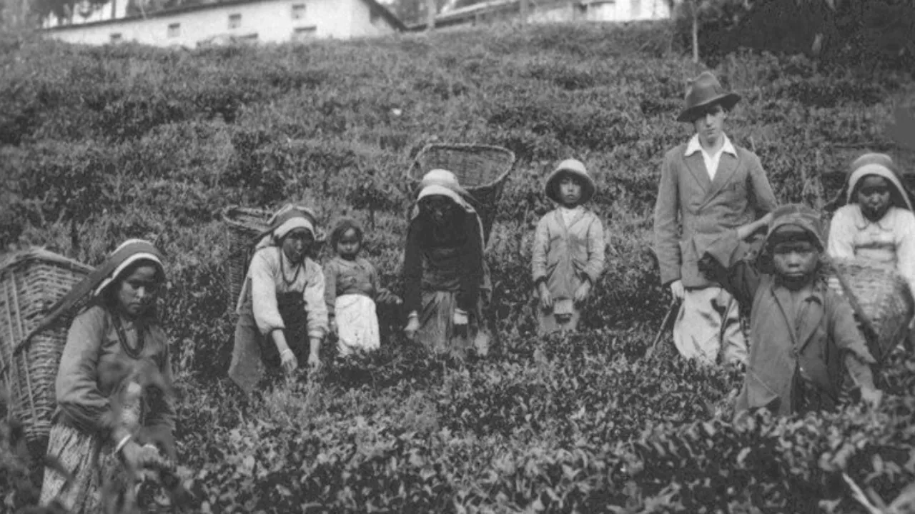 colonial beginning of darjeeling tea