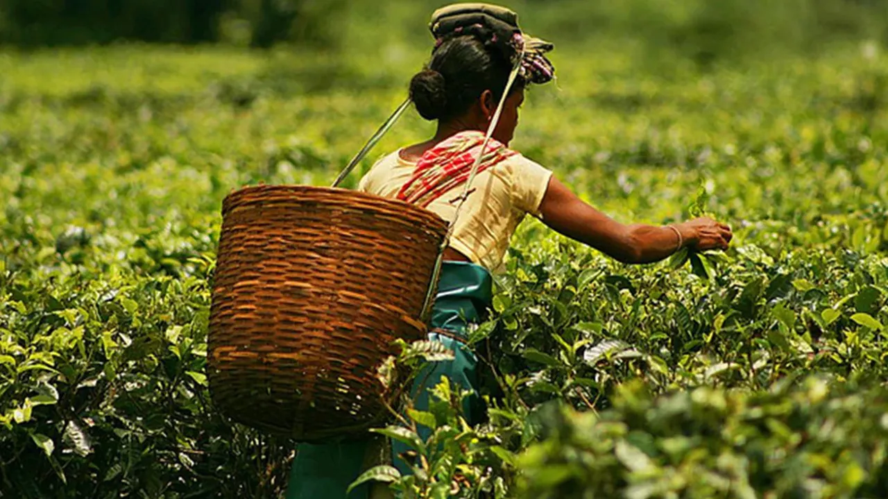 Assam cha bagan