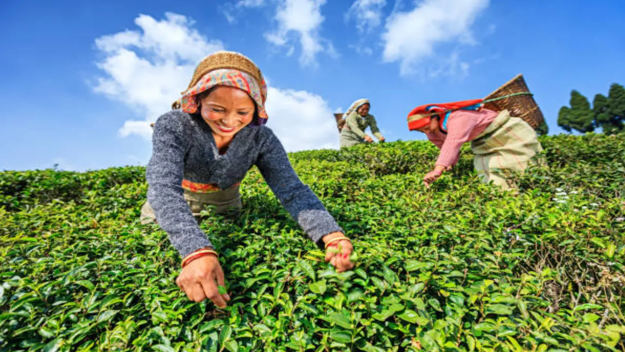 Legacy of Darjeeling Tea 3 
