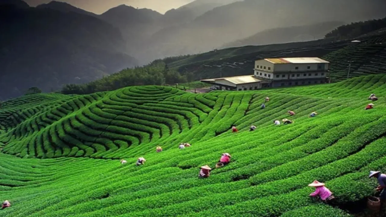 Legacy of Darjeeling Tea