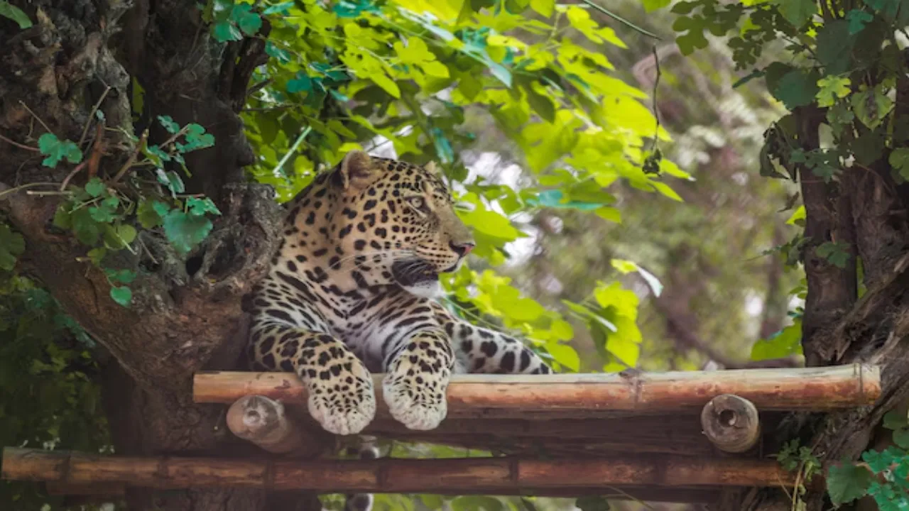 Chattbir Zoo
