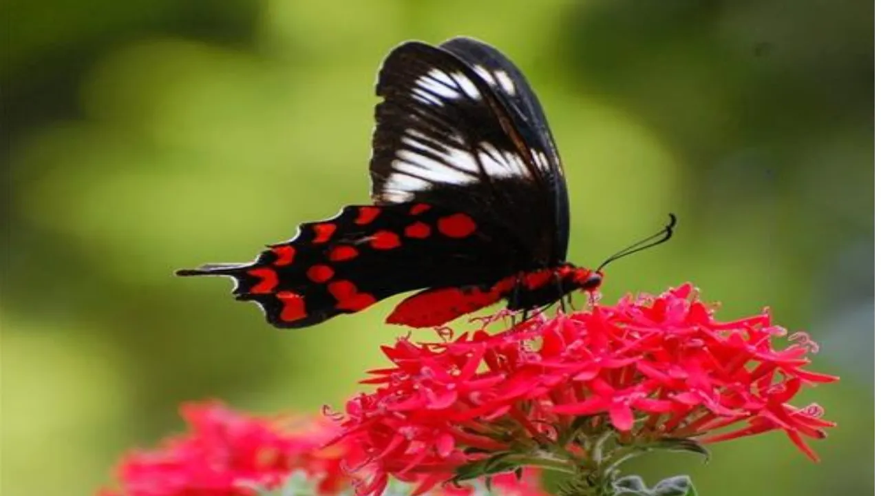 Butterfly Park