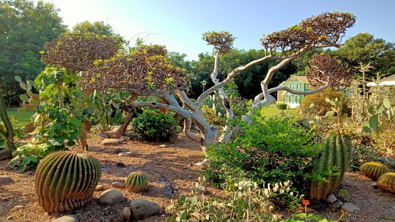 Cactus Garden 
