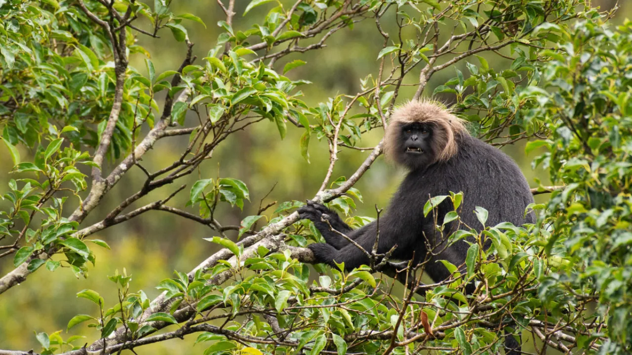Nilgiri Langur