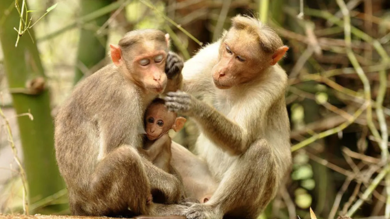 Rhesus Macaque