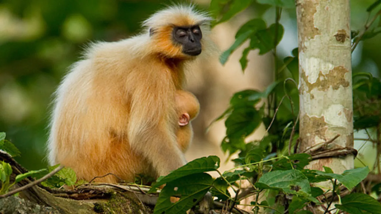 Golden Langur