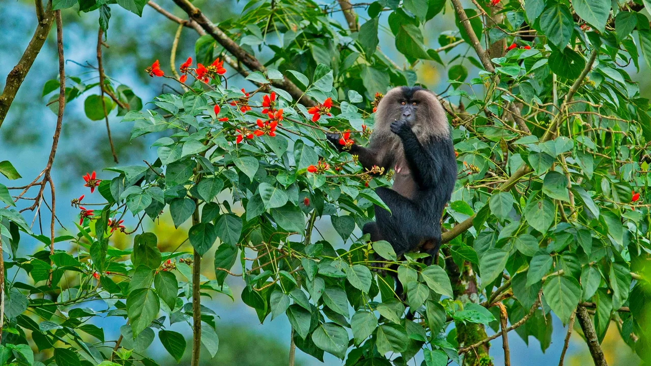 Lion Tailed Macaque