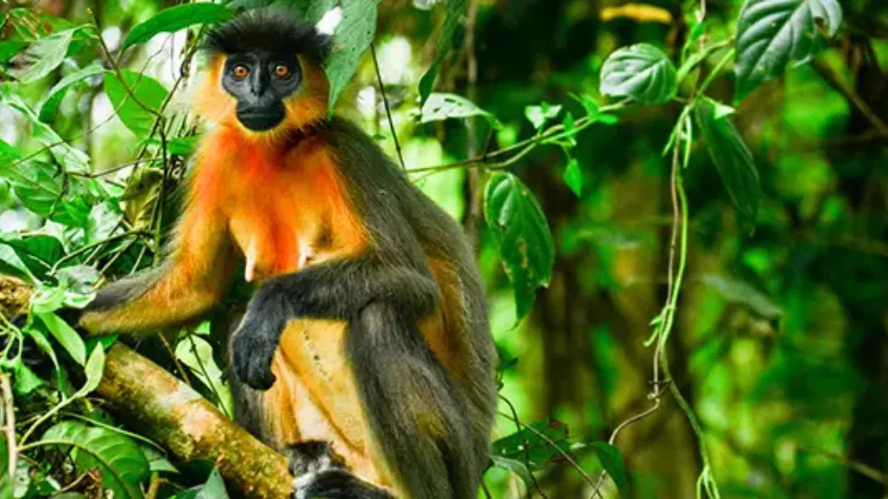 Capped Langur