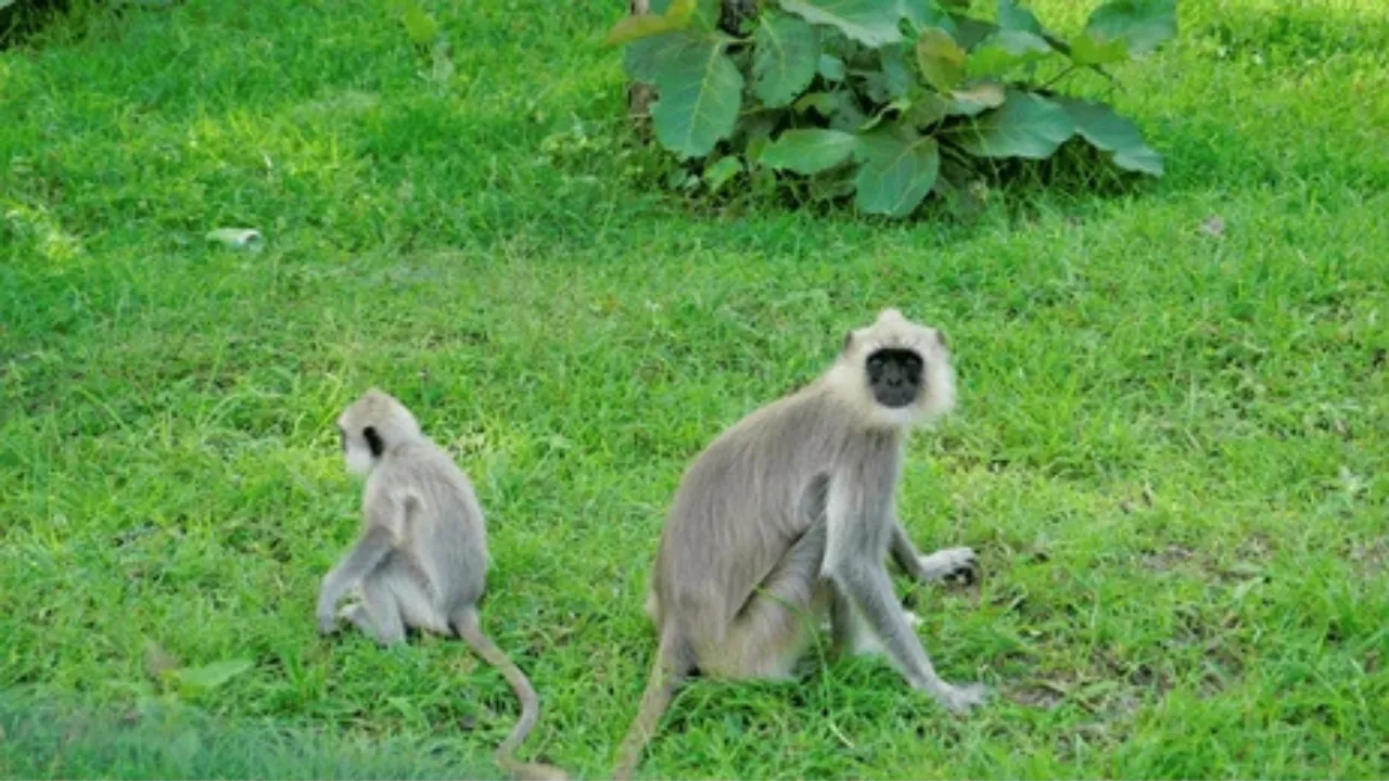 The Common Langur