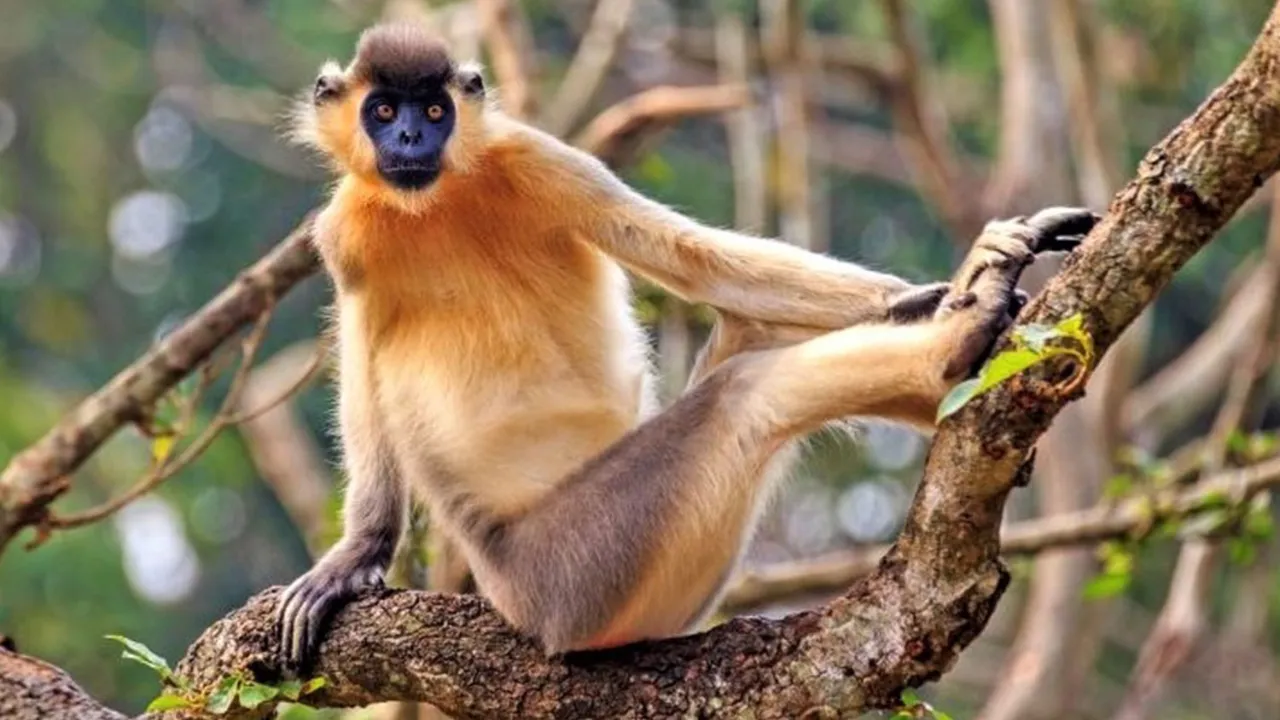 Arunachal Macaque