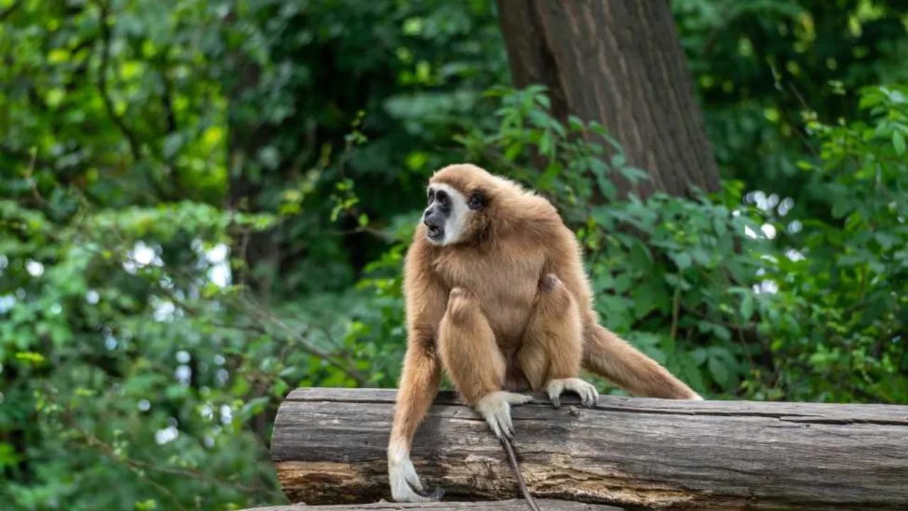 Hoolock Gibbons