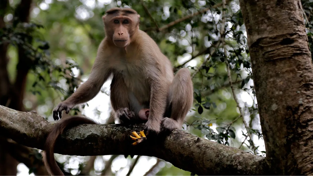 Bonnet Macaque