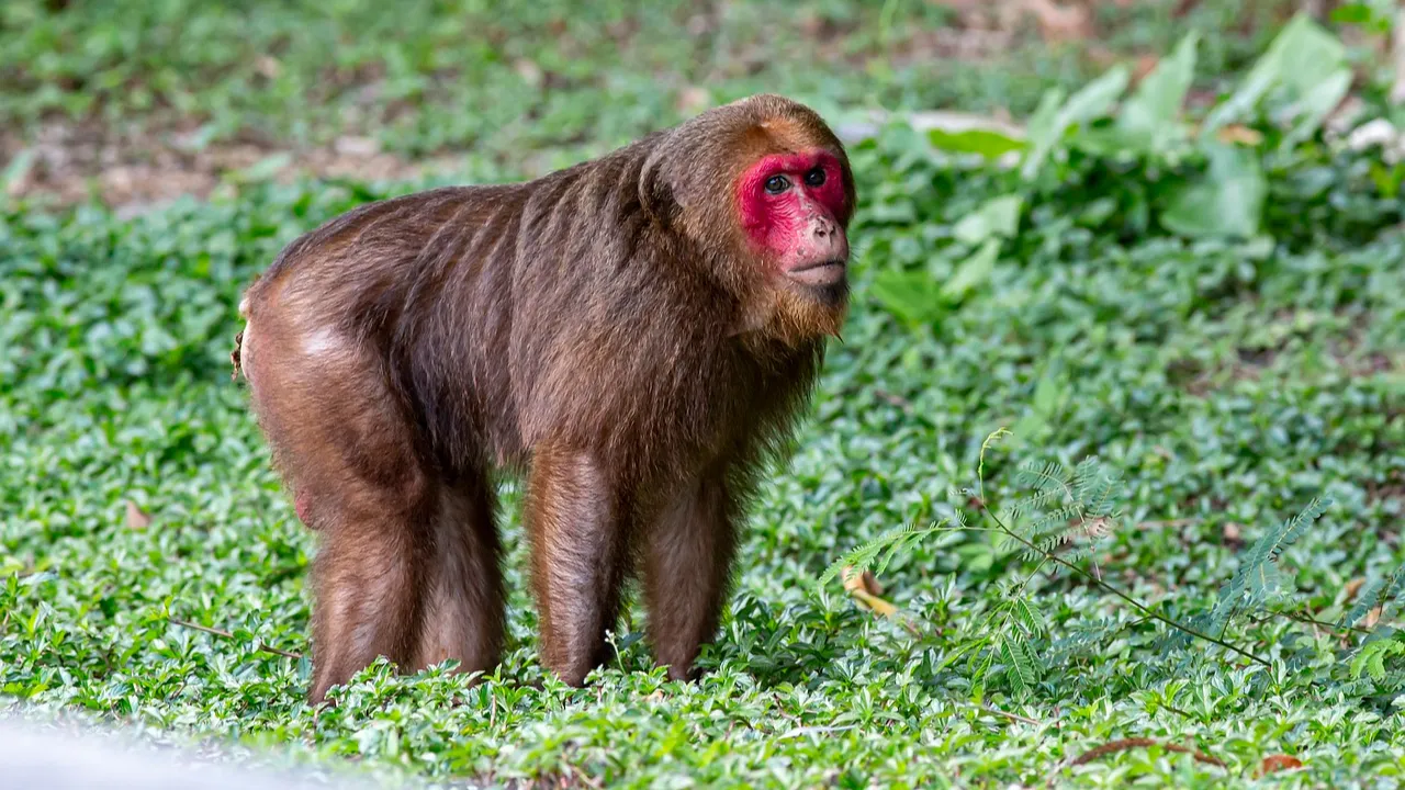 Stump Tailed Macaque