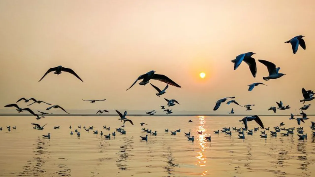 siberian birds2