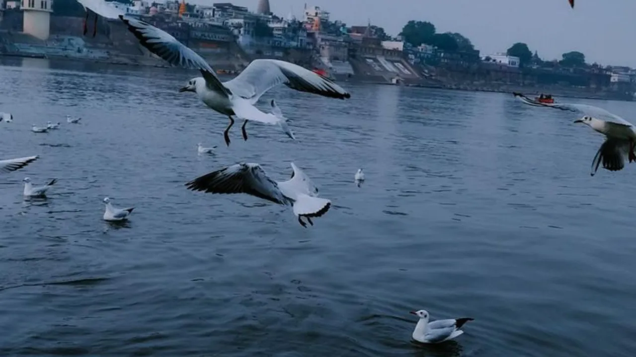 siberian birds3