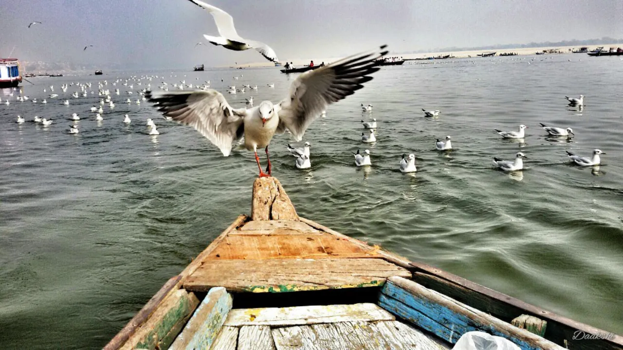 siberian birds5