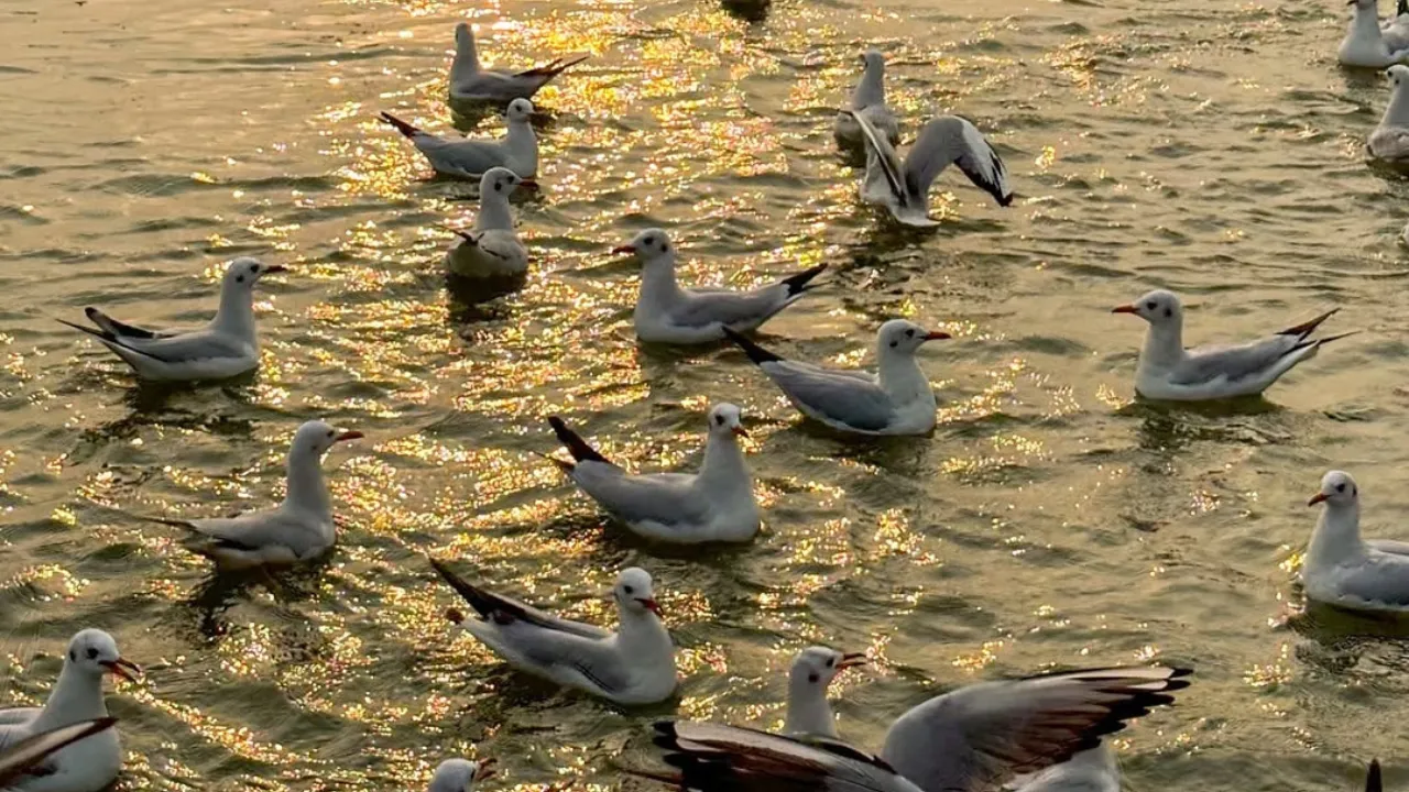 siberian birds6