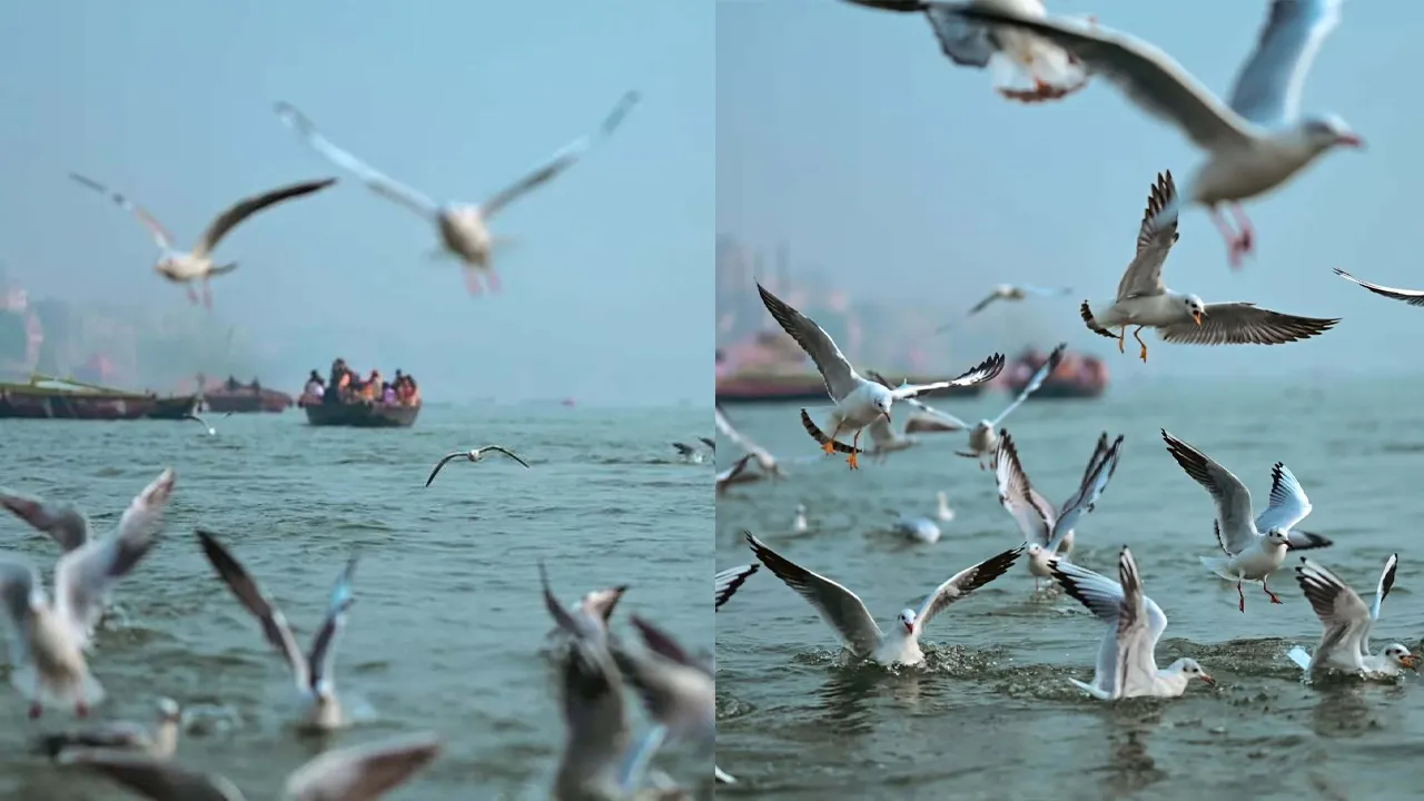 siberian birds5