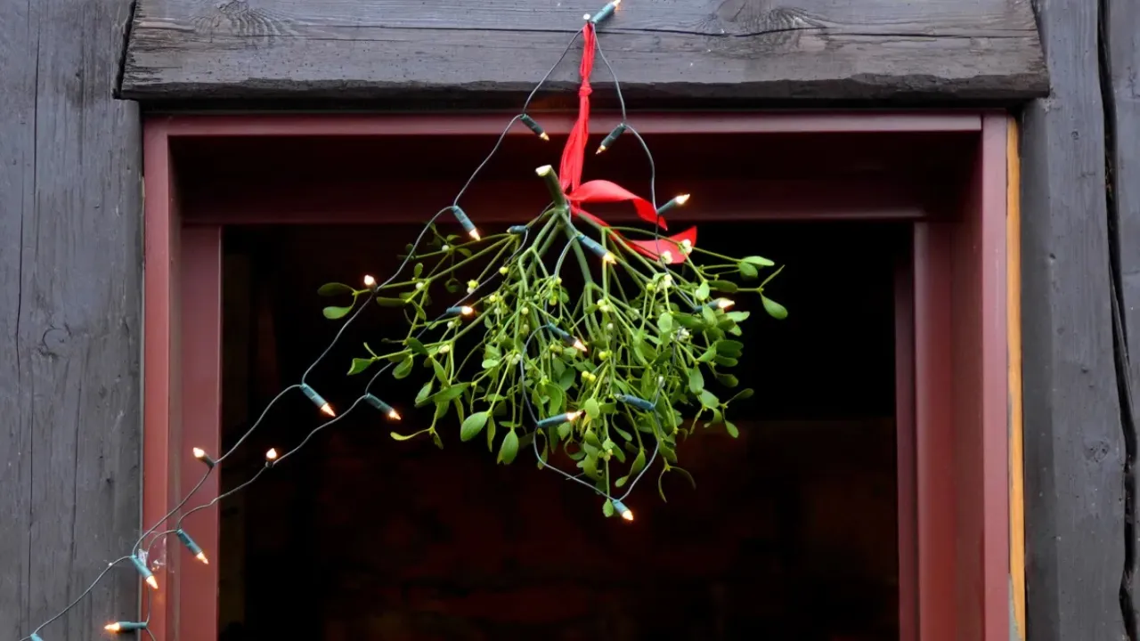 Kissing under a Mistletoe 
