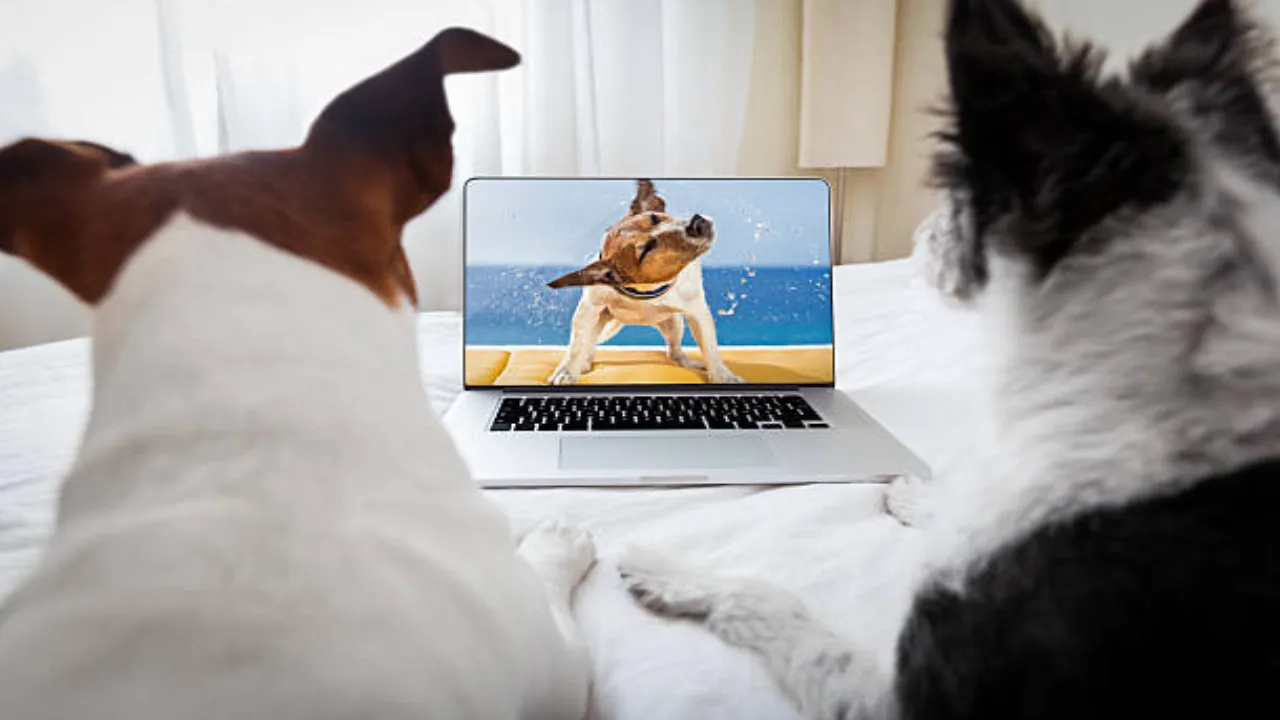 Movie with Pets
