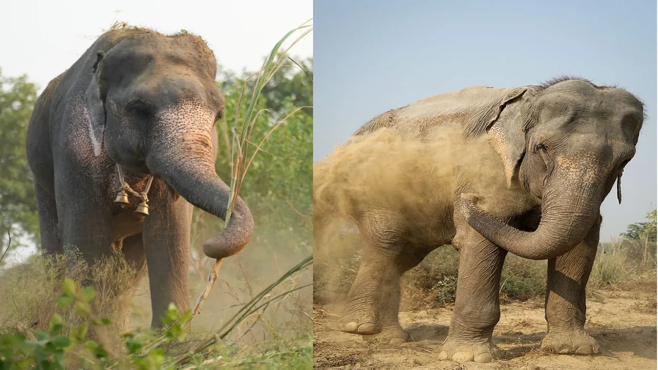 Elephant Hospital 4