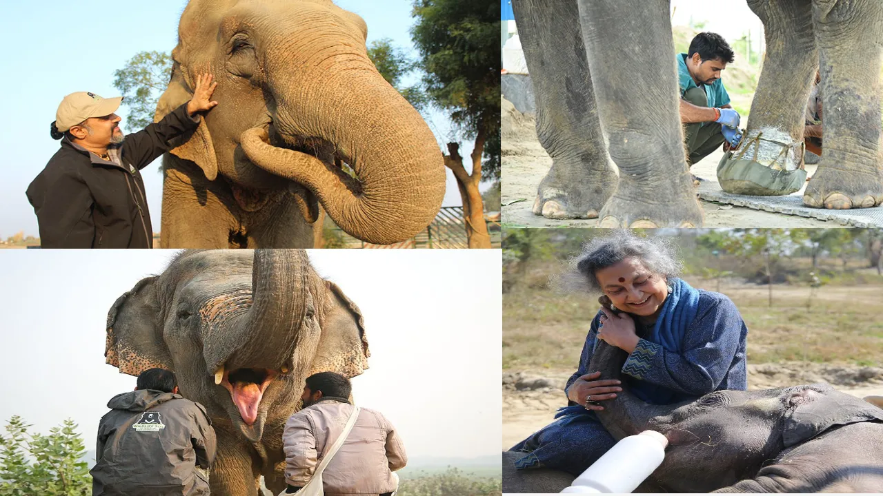 Elephant Hospital 2