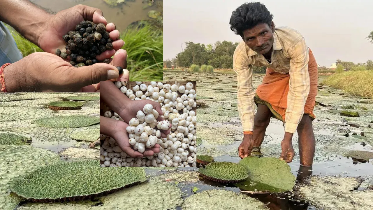 agriculture of Makhana