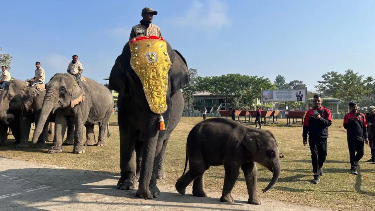 youngest elephant of Kaziranga