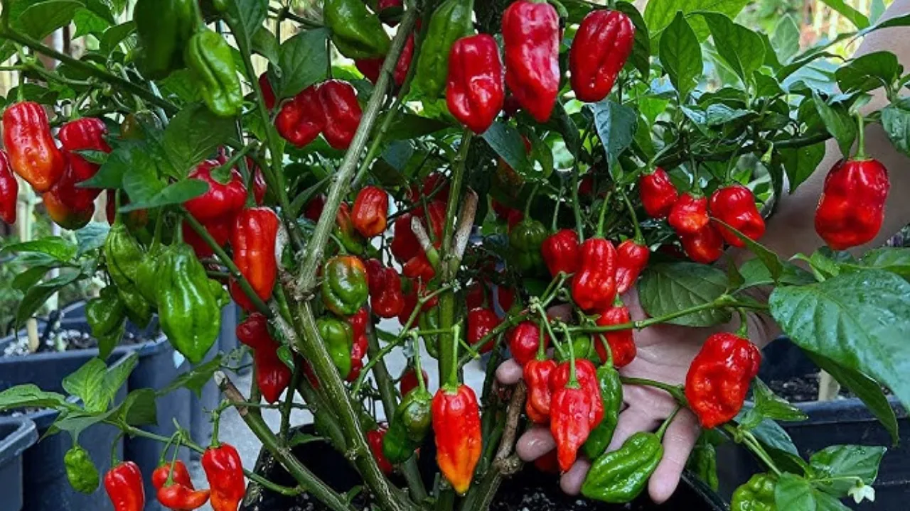 Naga Chilli 2