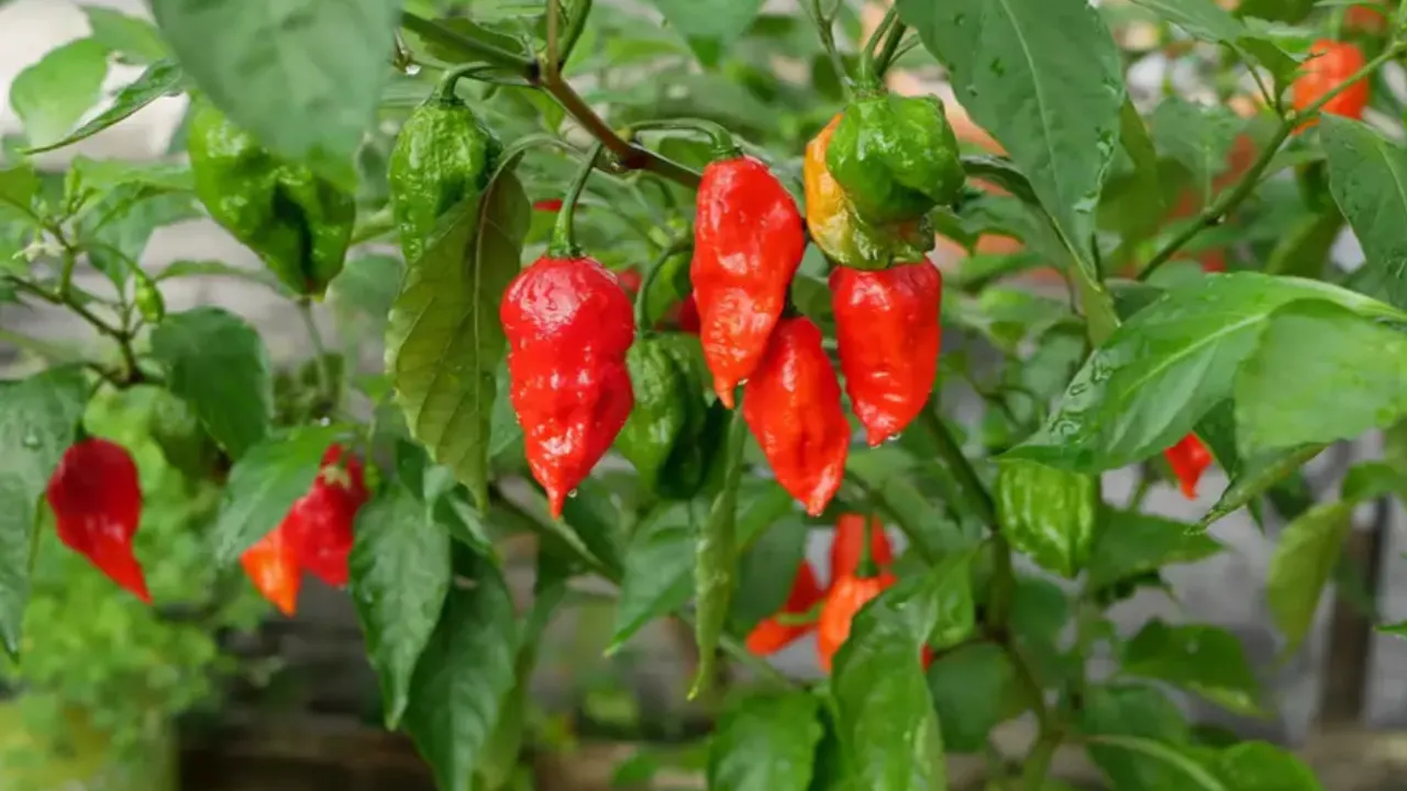 Naga Chilli 4