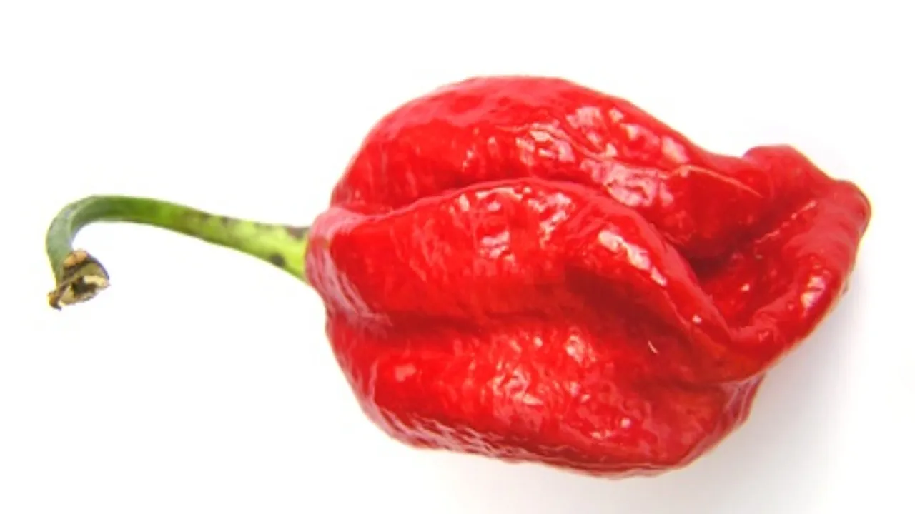 Naga Chilli 3
