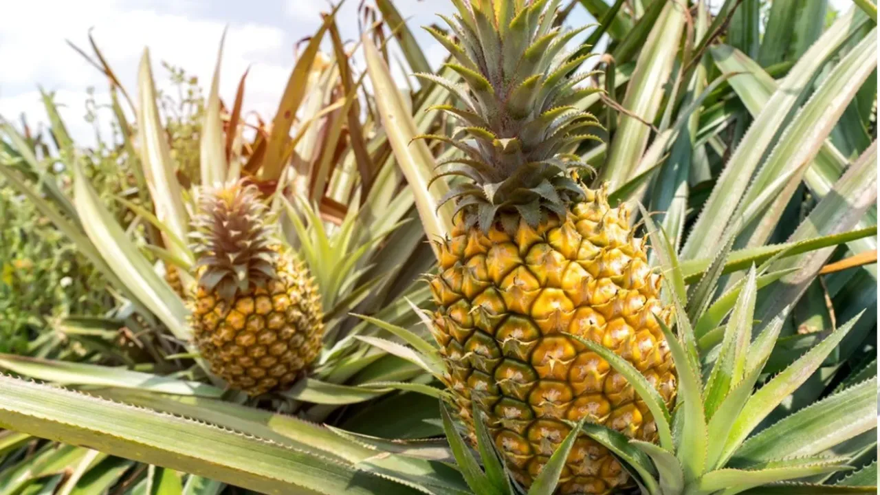 Queen Pineapple
