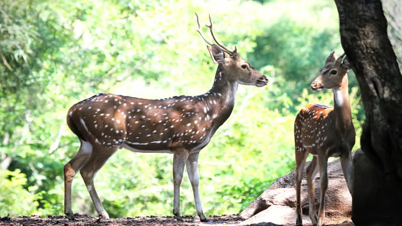 safari Park in Ahmedabad