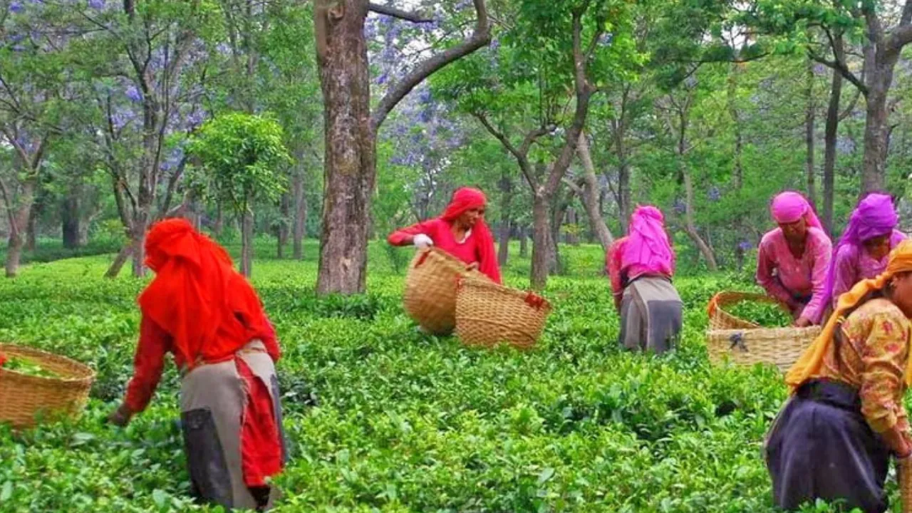 Bir Tea Factory