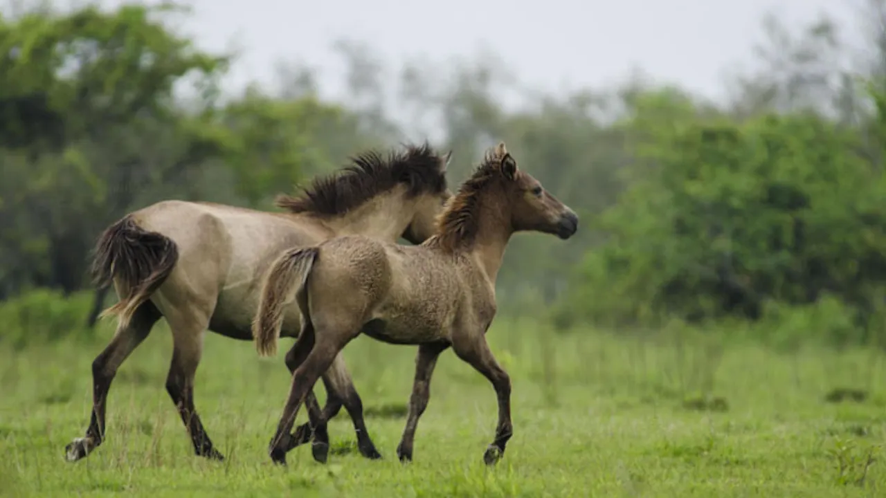 wildlife sanctuary in India