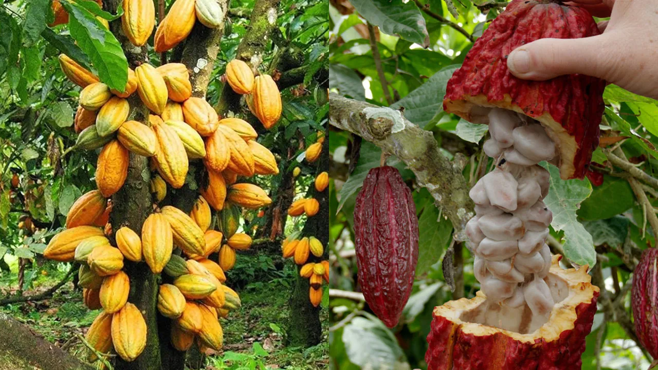 Cocoa Beans