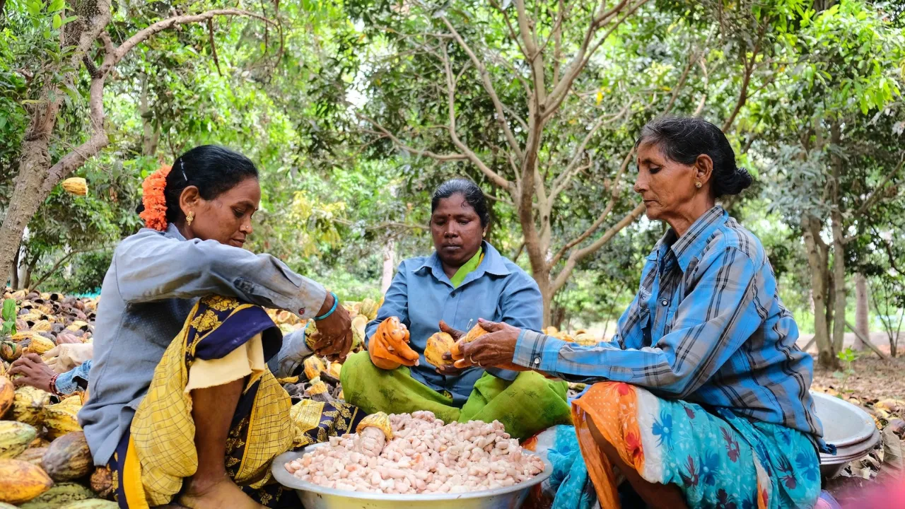Indian Cocoa Industry