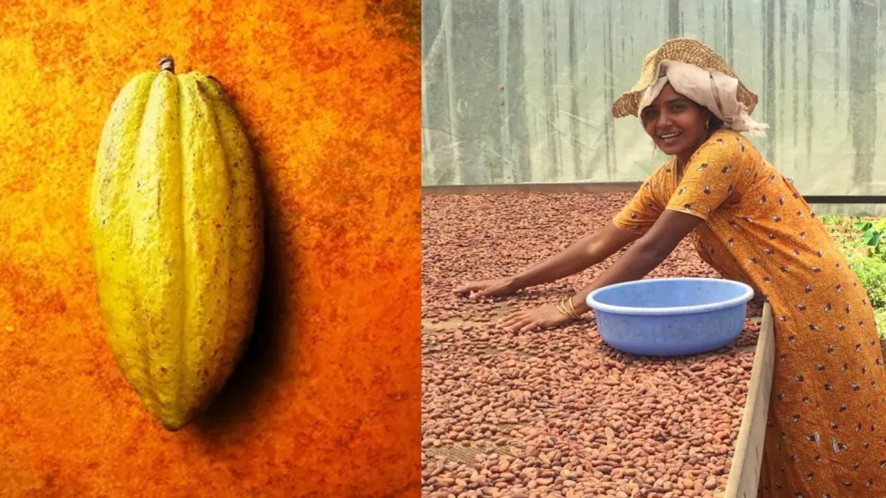 Indian Cocoa Industry