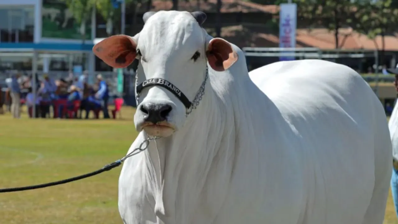 Indian-origin cow sets Guinness World Record