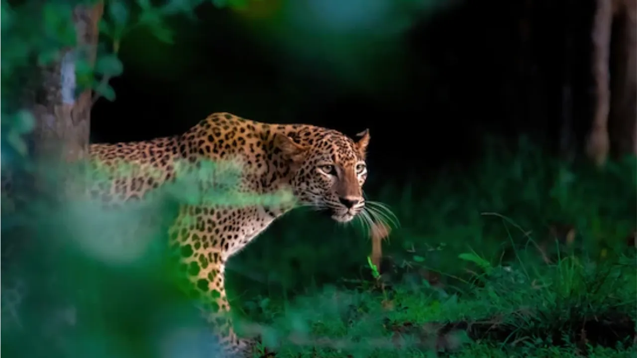 leopard safari at Sanjay Gandhi National Park