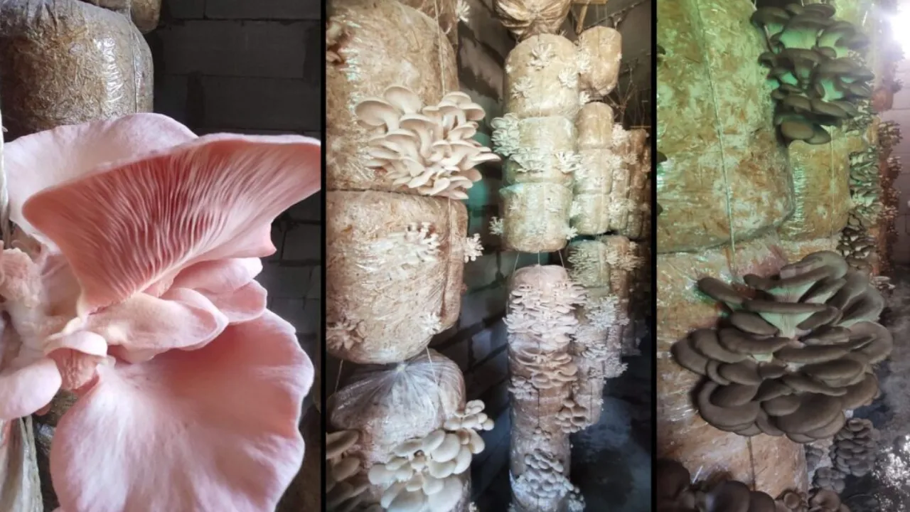 everything about small scale business in India the mushroom project